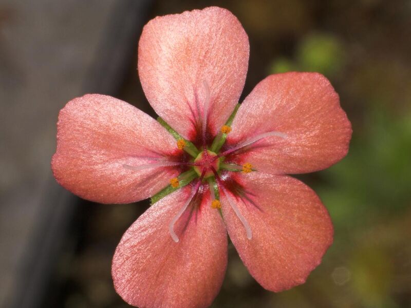 File:Drosera pulchella flower Darwiniana.jpg