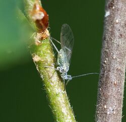 Euceraphis betulae (Silver birch aphid) - Flickr - S. Rae (2).jpg