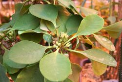 Euphorbia capmanambatoensis IMG 2376.jpg