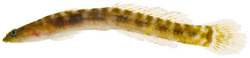Evermannichthys metzelaari - pone.0010676.g171.png