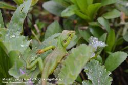 Female Black-lipped Lizard.jpg