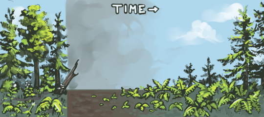 Illustration depicting an ecosystem in successive temporal stages. It begins as a biodiverse system with many species, followed by a sudden loss of plant life when a disaster strikes (depicted as dust in the air and on the ground). Gradually, ferns germinate in and colonize the area. Once ferns are established, conifer trees begin growing.