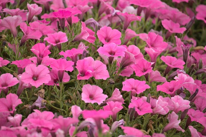 File:Field of Pink Petunia.jpg
