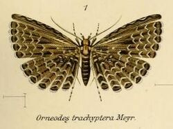 Fig.01-Alucita trachyptera.JPG