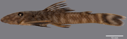 Fig 16. Guyanancistrus tenuis -- in Fisch-Muller, Mol & Covain (2018).png