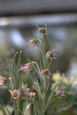 Fritillaria karelinii GotBot 2016.jpg