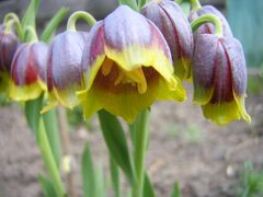 Fritillaria michailovskyi.JPG