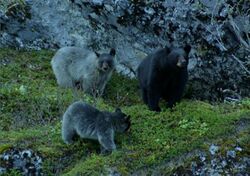 Glacier Bear with cubs.jpg