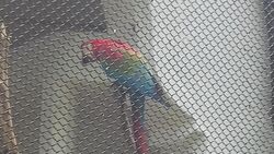 Green Winged Macaw in Zoo.jpg