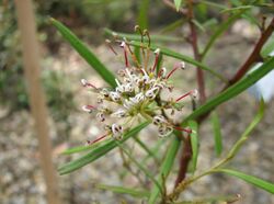 Grevillea diversifolia subsp. subtersericata.jpg