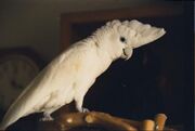 A white parrot with a crest