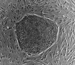 Human embryonic stem cell colony phase.jpg