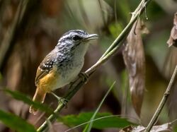 Hypocnemis striata - Spix's Warbling Antibird; Carajás National Forest, Para, Brazil.jpg