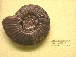 Idoceras balderum Exhibit Museum of Natural History.JPG