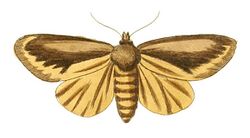 Illustrations of Exotic Entomology Noctua Chera.jpg