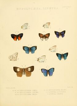 Illustrations of diurnal Lepidoptera Supplement Vb.jpg