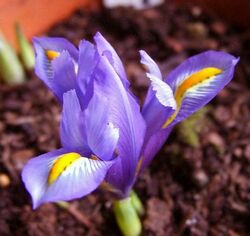 Iris hyrcana.jpg