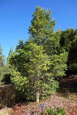 Keteleeria davidiana - Quarryhill Botanical Garden - DSC03431.JPG