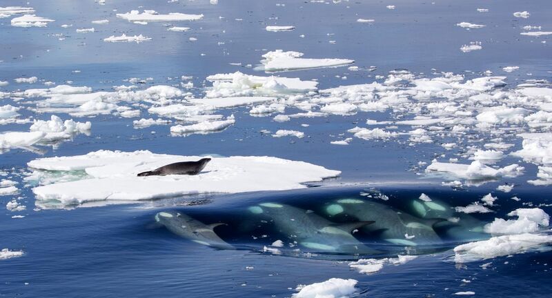 File:Killer Whales Hunting a Crabeater Seal.jpg