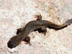 Korean salamander.jpg