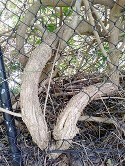 Lantana camara trunks.jpg