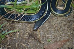 Lateral Water Snake (Thamnosophis lateralis) (9598851968).jpg