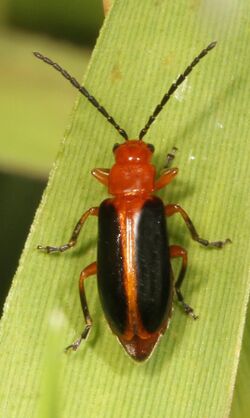 Leaf Beetle - Philobrotica limbata, Meadowood Farm SRMA, Mason Neck, Virginia.jpg