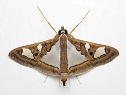 Leafroller moth (Tribe- Spilomelini) (23814595293).jpg