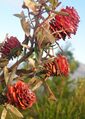 Leucadendron conicum 31108890.jpg