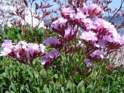 Limonium emarginatum 2.JPG