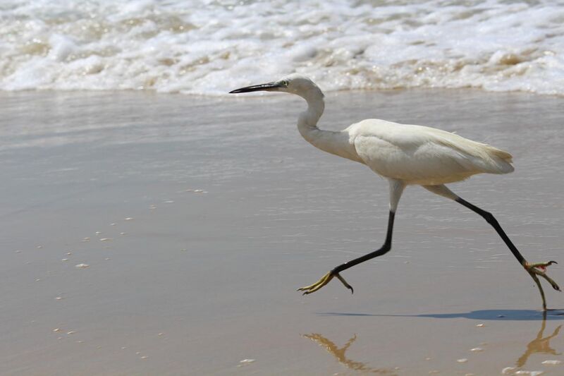 File:Little egret at Varkala beach 11.jpg