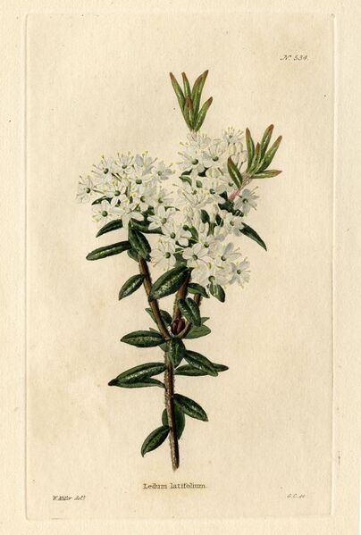 File:Loddiges 534 Ledum latifolium drawn by W Miller.jpg