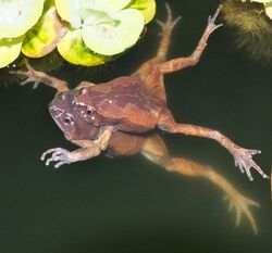 Luzon Narrow-Mouthed Frogs ((Kaloula rigida) in amplexus.jpg