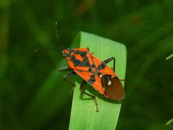 Lygaeidae - Spilostethus pandurus .JPG