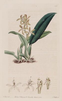 Macradenia lutescens - The Bot. Register v. 8 (1822) pl. 612.jpg