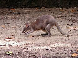 Macropodidae Thylogale brunii 3.jpg