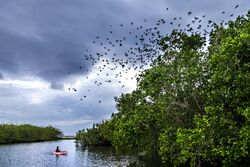 Mangrove Ecopark.jpg