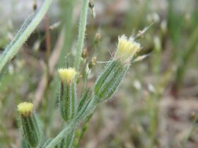 Millotia tenuifolia 54216631.jpg