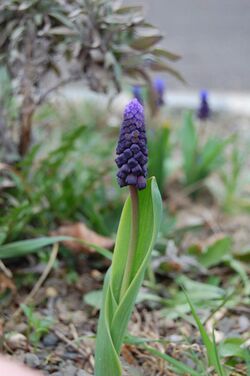 Muscari latifolium.JPG