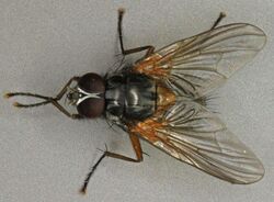 Mydaea setifemur male, Trawscoed, North Wales, July 2012 (16615154710).jpg