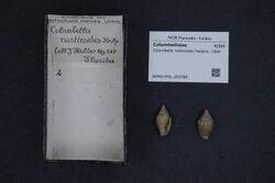 Naturalis Biodiversity Center - RMNH.MOL.203786 - Columbella rusticoides Heilprin, 1886 - Columbellidae - Mollusc shell.jpeg