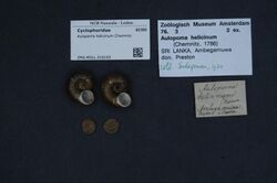 Naturalis Biodiversity Center - ZMA.MOLL.316193 - Aulopoma helicinum (Chemnitz, 1786) - Cyclophoridae - Mollusc shell.jpeg