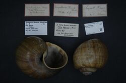 Naturalis Biodiversity Center - ZMA.MOLL.318269 - Pila wernei (Philippi, 1851) - Ampullariidae - Mollusc shell.jpeg