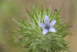 Navarretia squarrosa.jpg