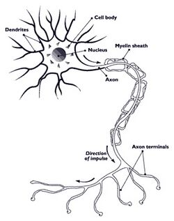 Myelination surrounding the axon