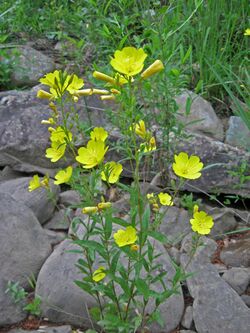 Oenothera fruticosa Cumberland Plateau.jpg