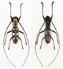 2 combined images with a dried specimen of Olenecamptus optatus viewed from the top and bottom. It has 10 white spots going along its sides on a gray "background". It has long, distinctive antennae.