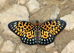 Open Wing basking position of Neurosigma siva (Westwood,1850) – Panther (Male), Dry season form.jpg