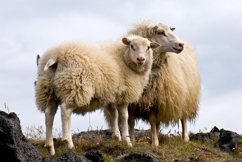 File:Pair of Icelandic Sheep.jpg