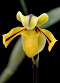 Paphiopedilum druryi (flower) - cropped.jpg